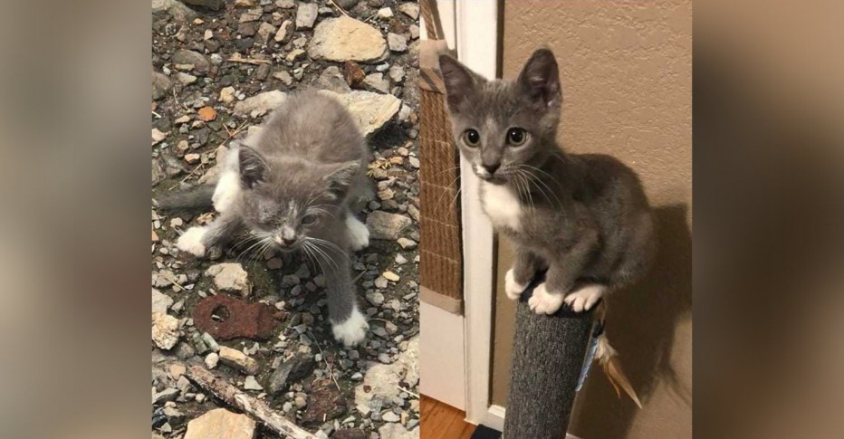 Котенок до и после вырос
