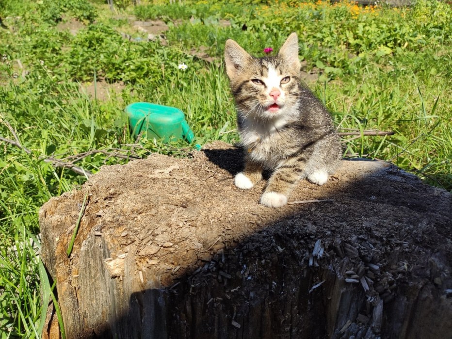 Брошеный котёнок выросла