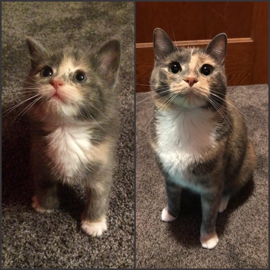 Котята до и после