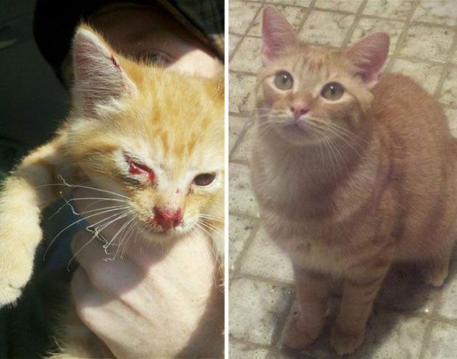 Не тяжелые котята