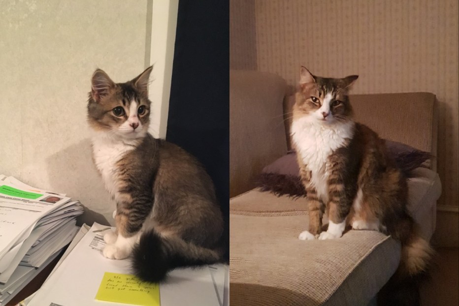 Маленький котенок вырос в гигантского