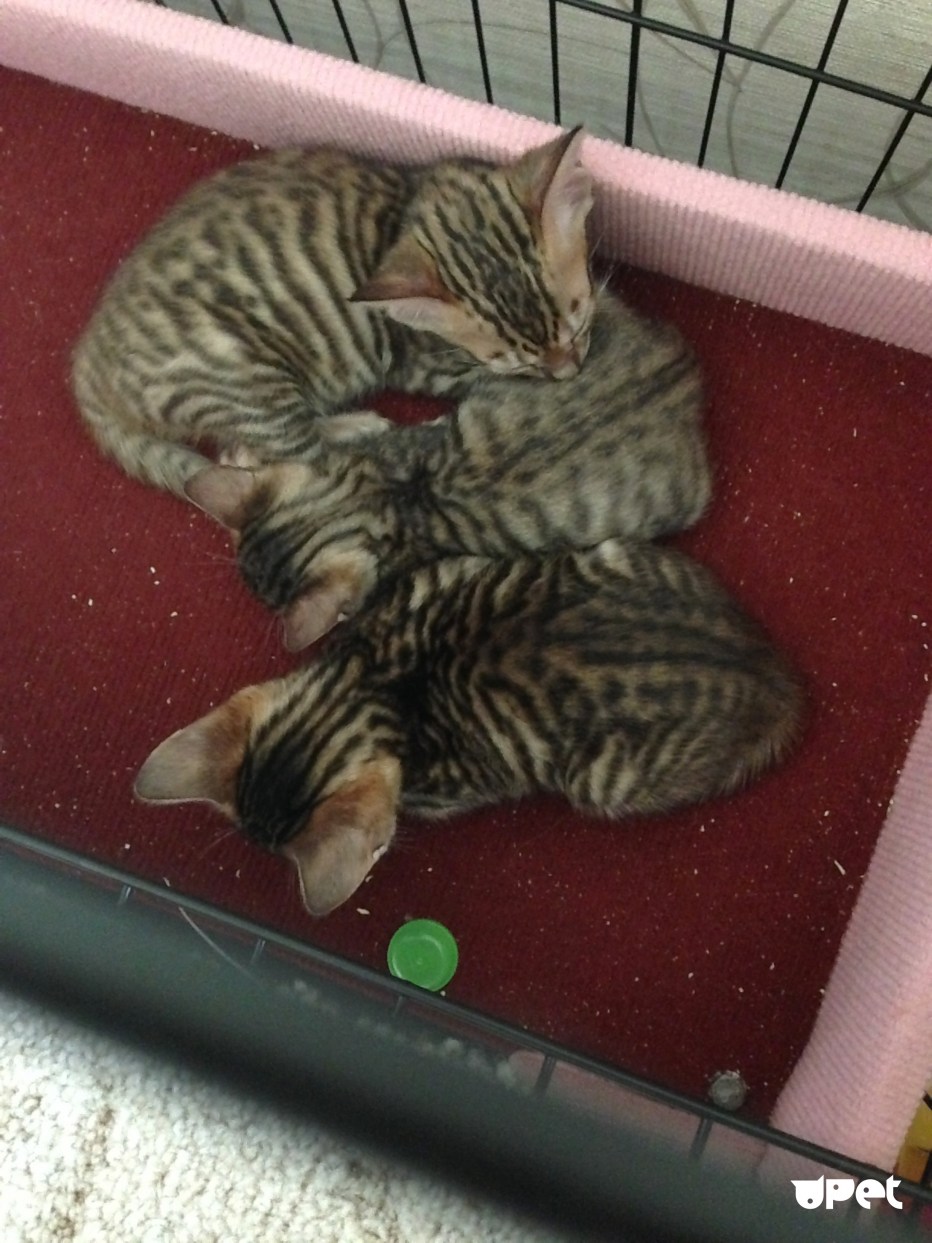 Котик спит в лежанке