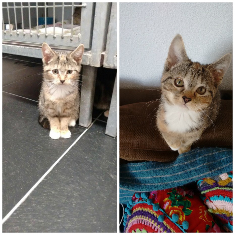 Котенок до и после вырос