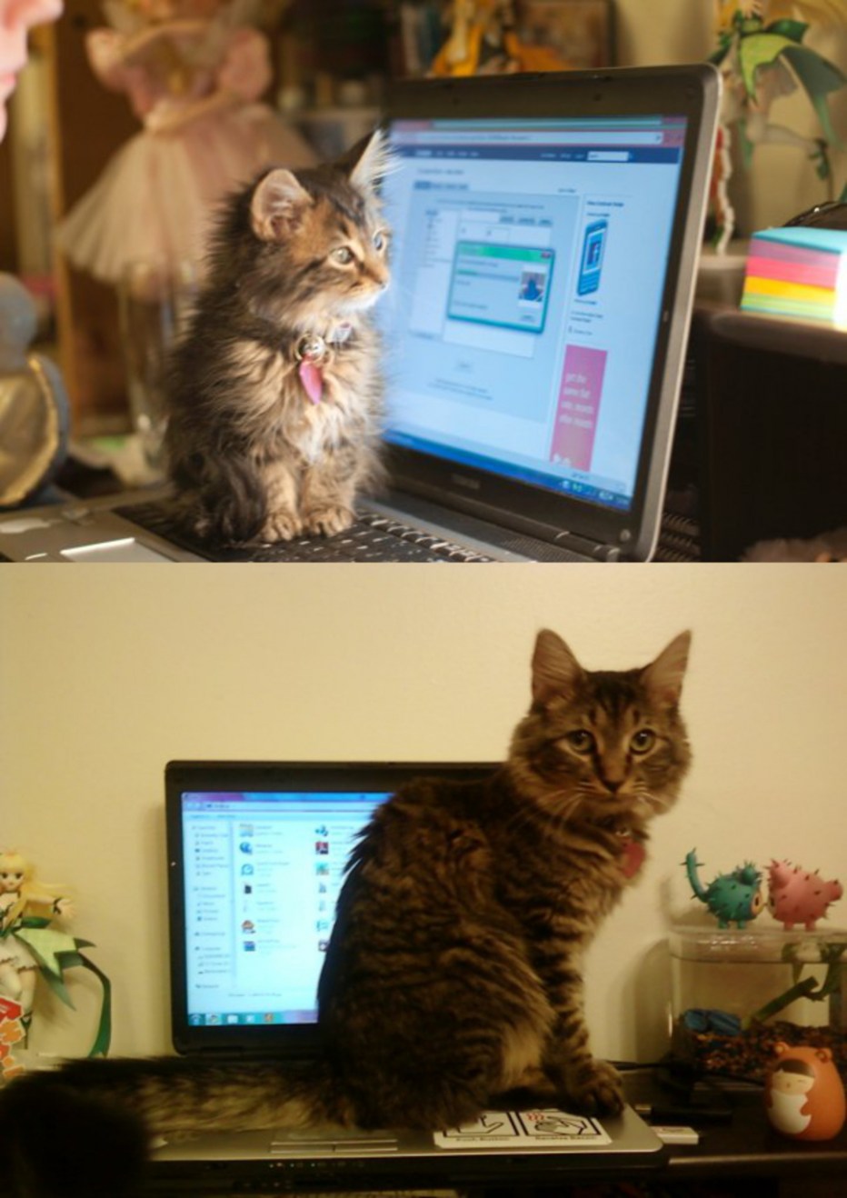 Котята до и после взросления