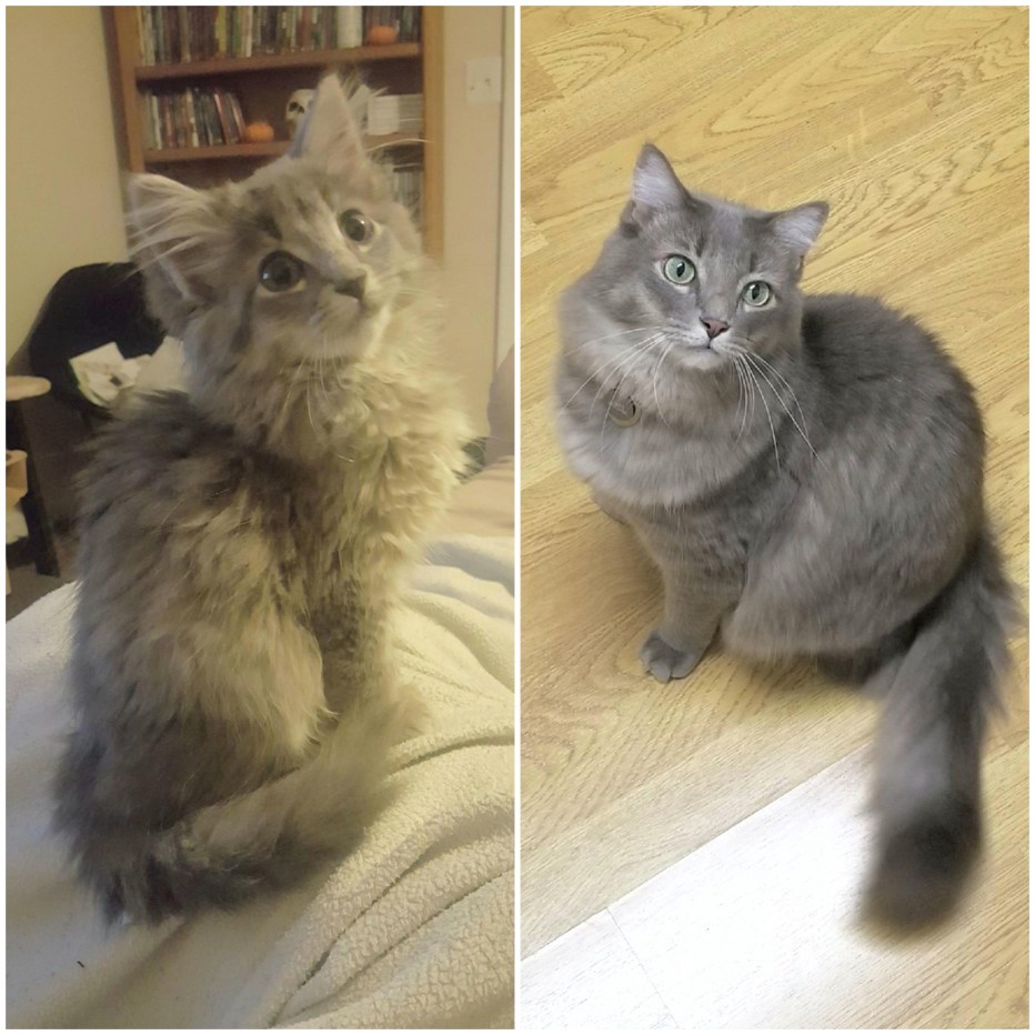 Котенок растет картинка