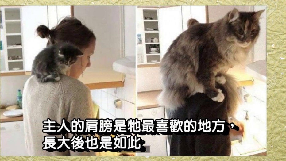 Кот на плече у хозяина