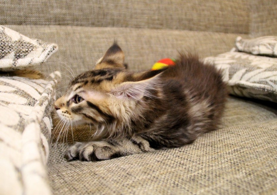 Котята до и после