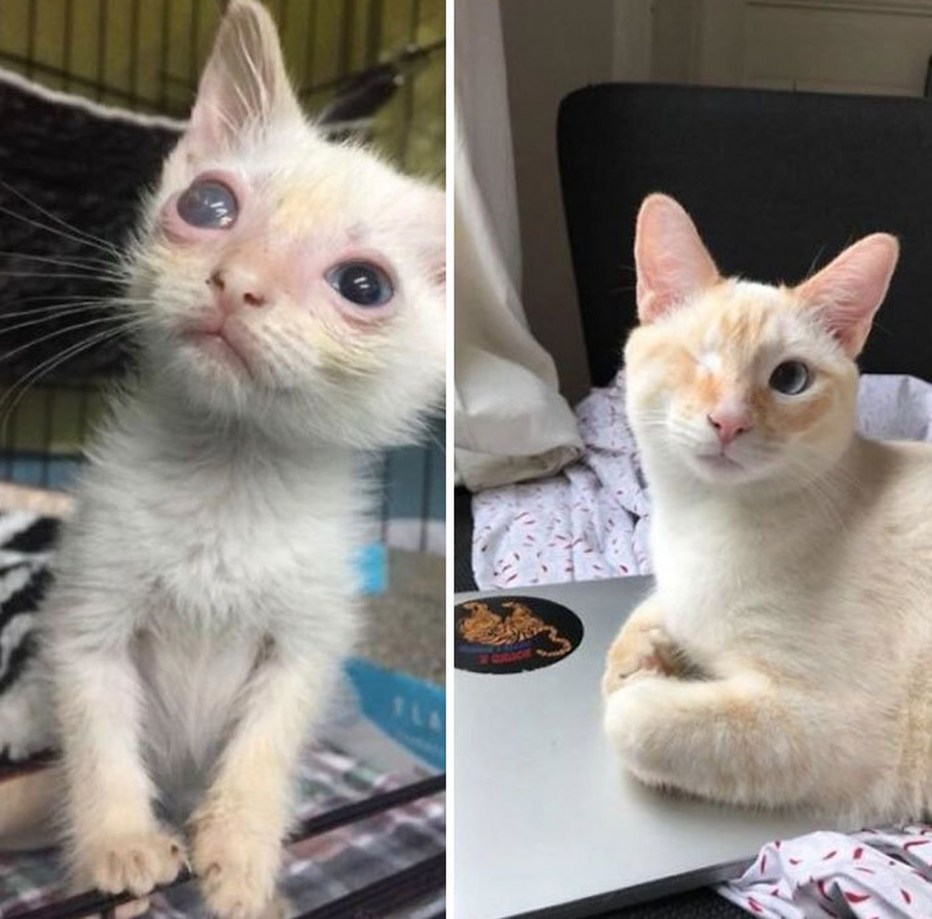 Кошка и подросшие котята