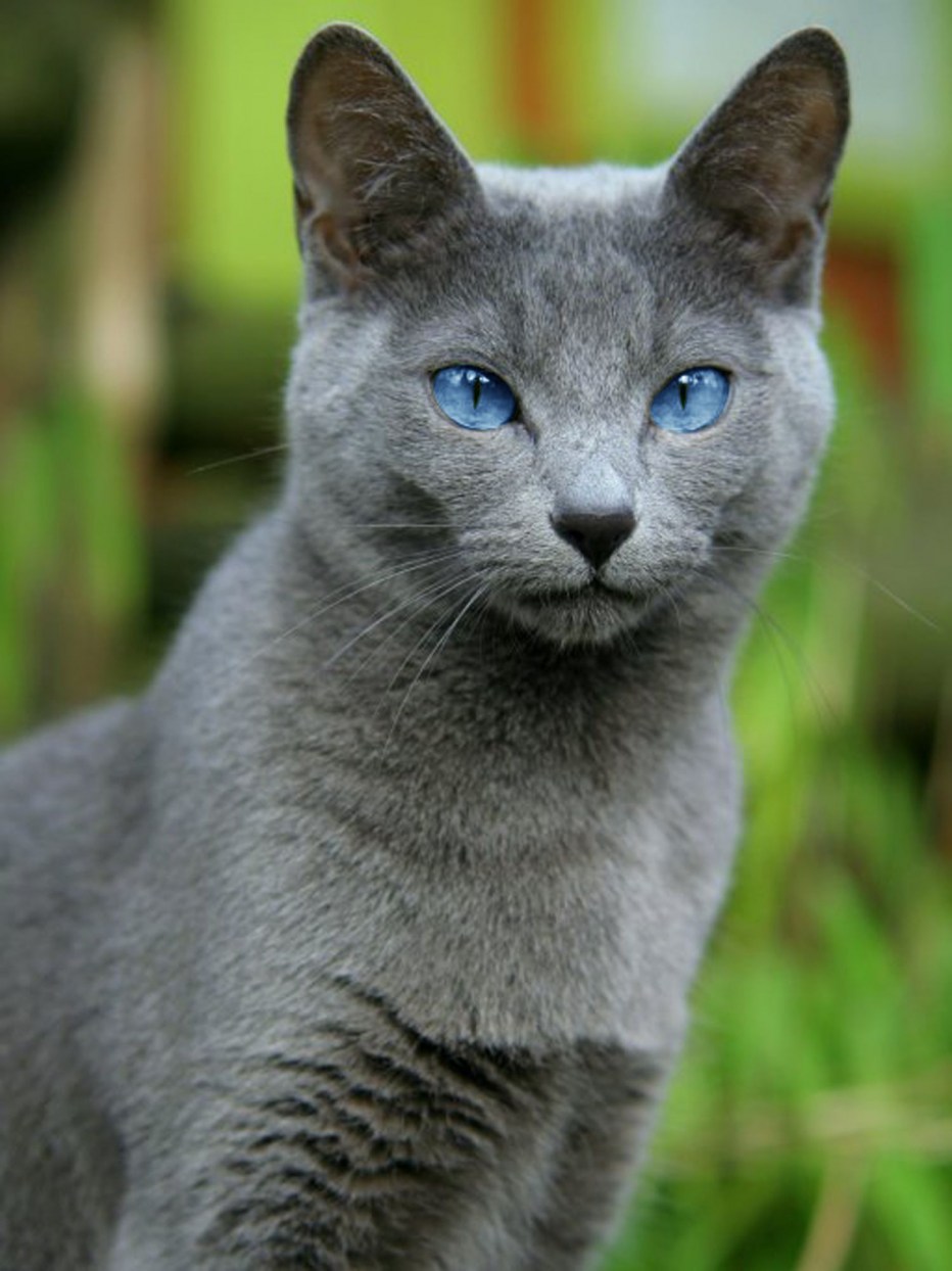 Среднерусская голубая кошка