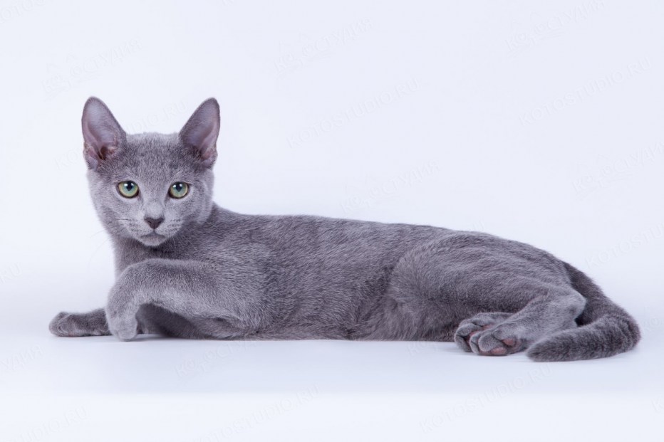 Grey Silk питомник