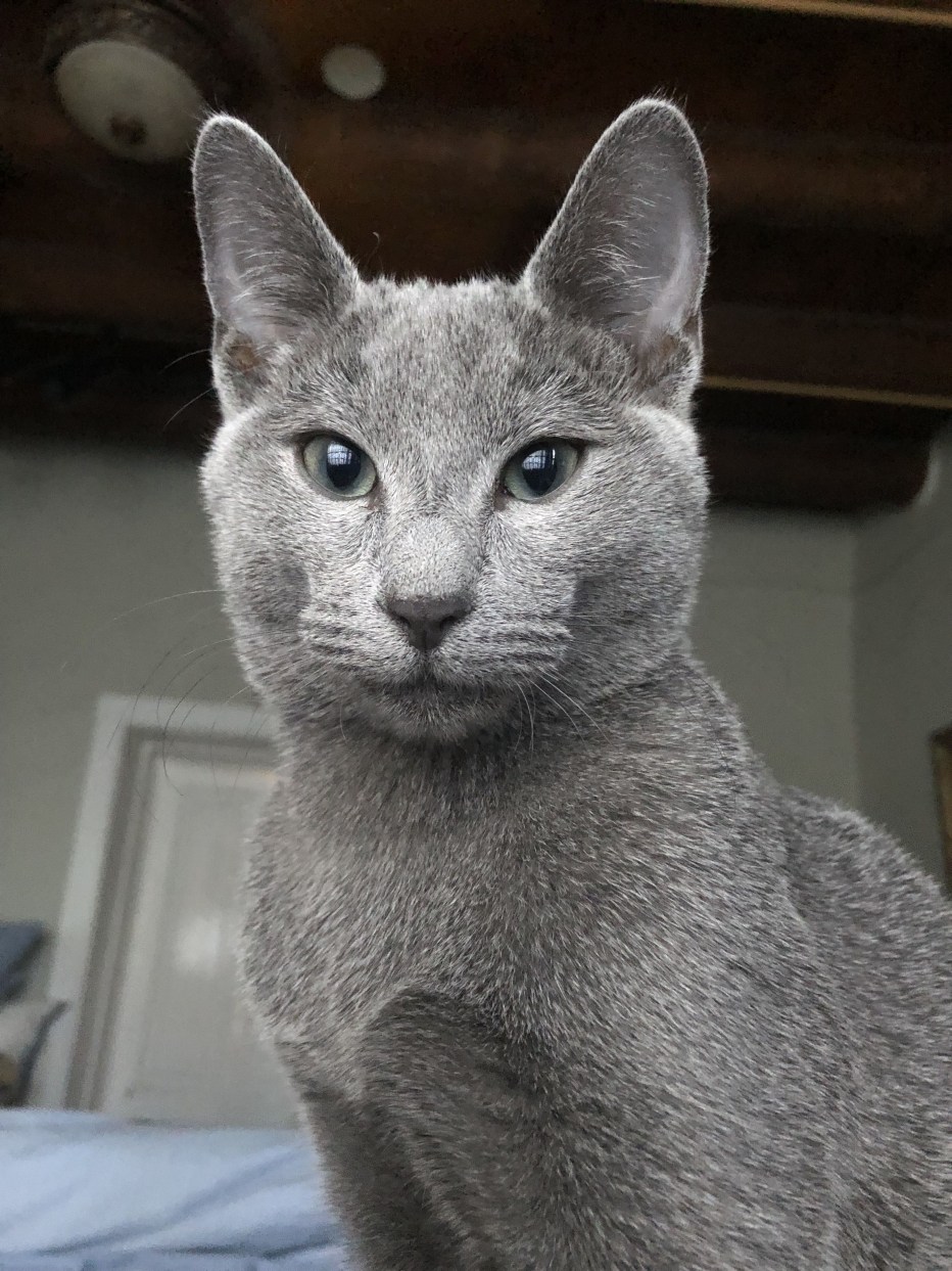 Сибирская голубая кошка