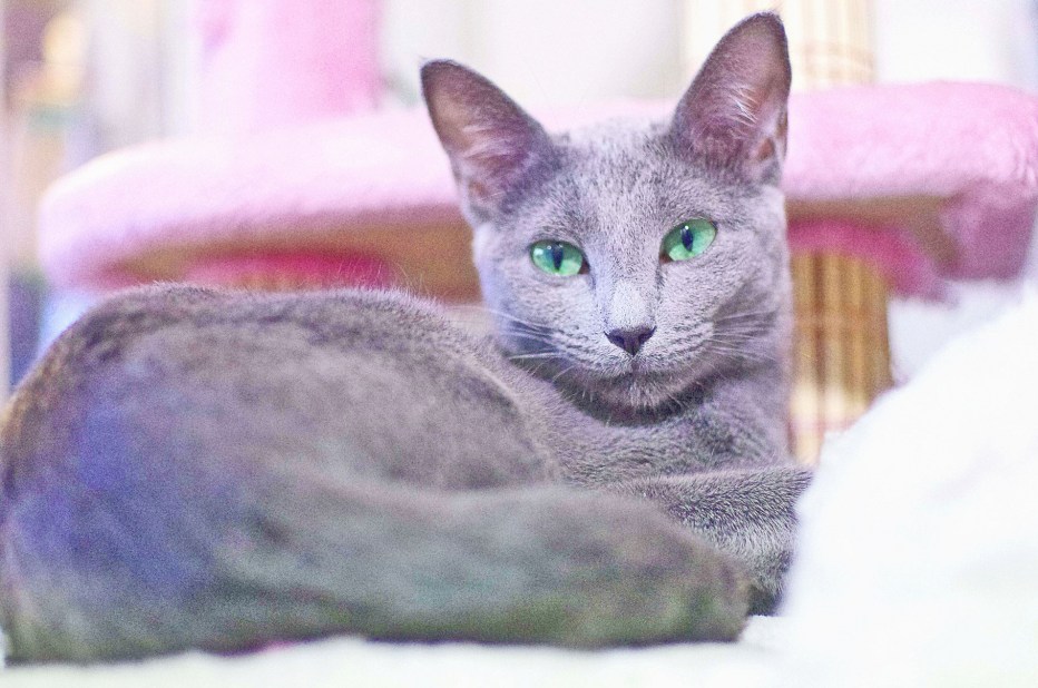 Русская голубая кошка Шеба