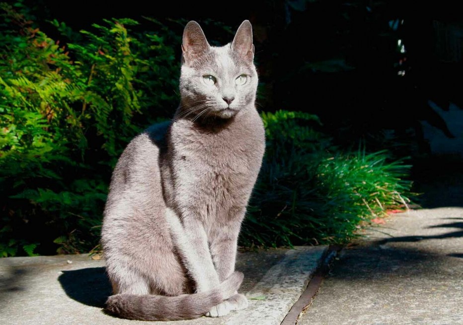 Синяя кошка