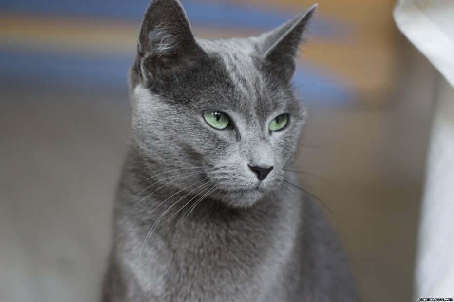 Русская голубая кошка