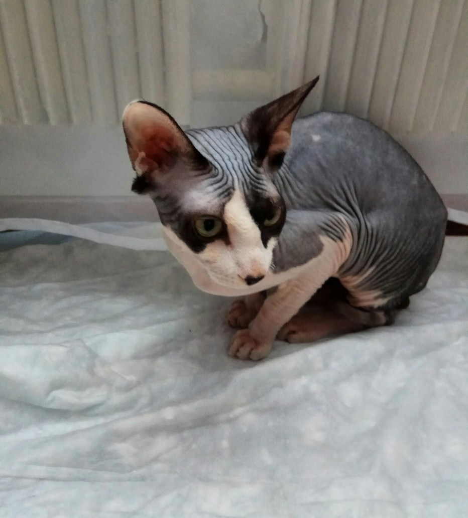 Котик сфинкса бесплатно Екатеринбург
