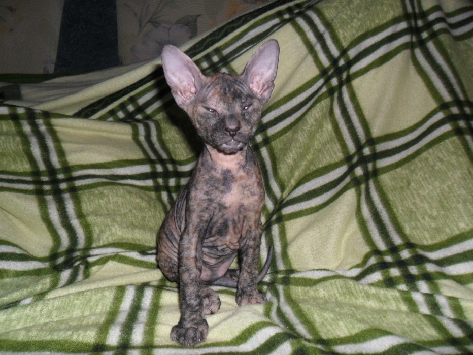 Донской сфинкс кошка с котенком