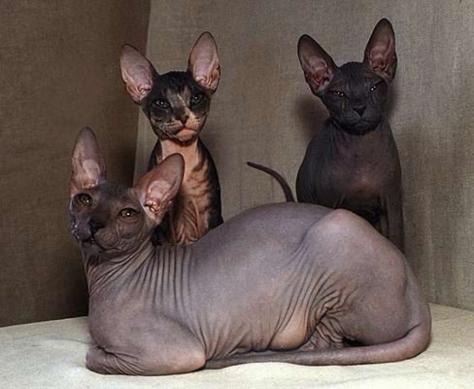 Косые сфинксы