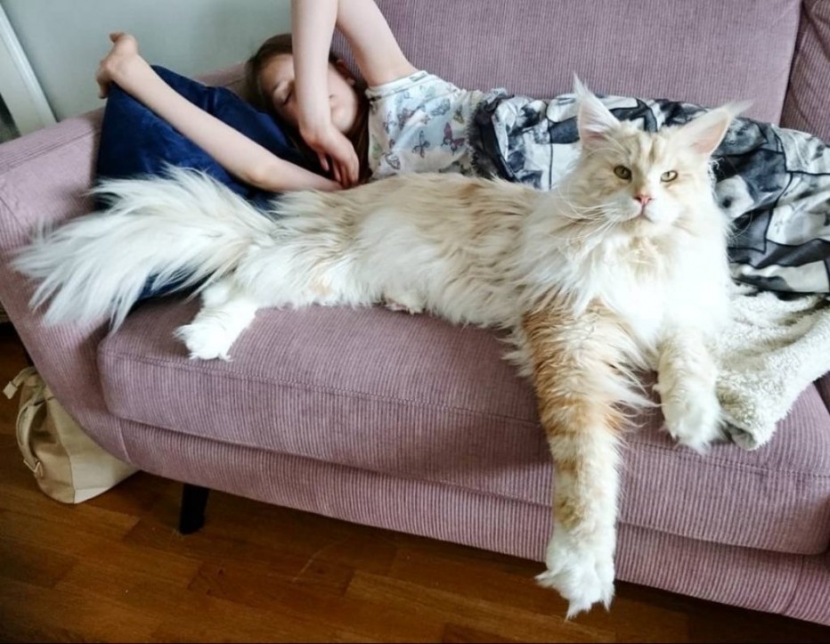 Коты Мейн кун гигантские