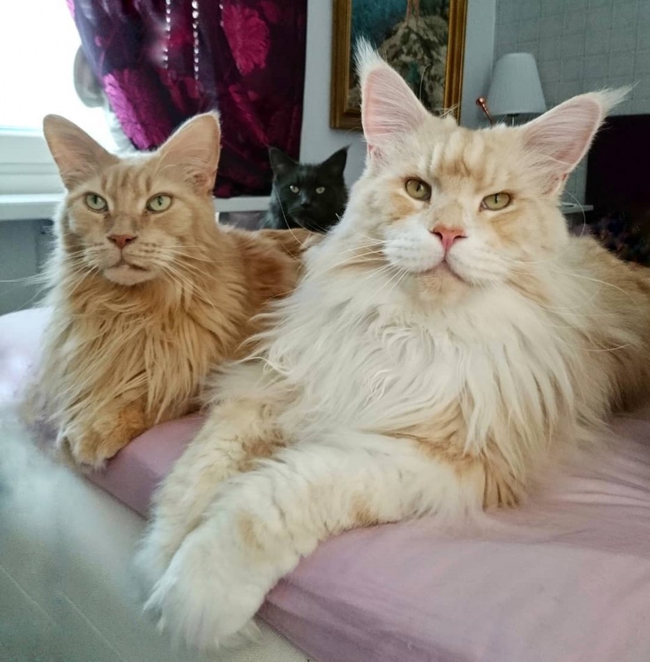Огромный кот Мейн кун