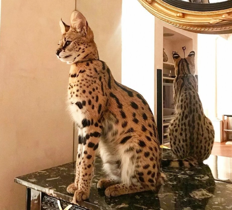 Кошка Саванна и сервал