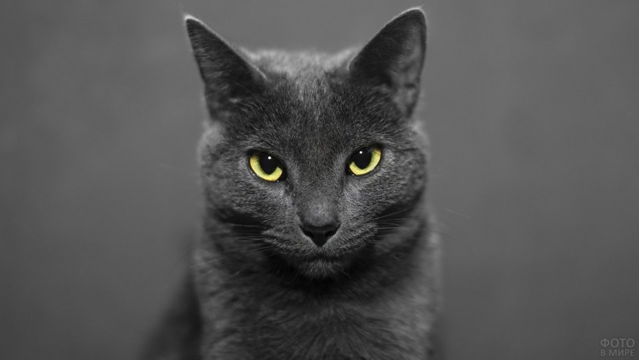 Кот породы Корат