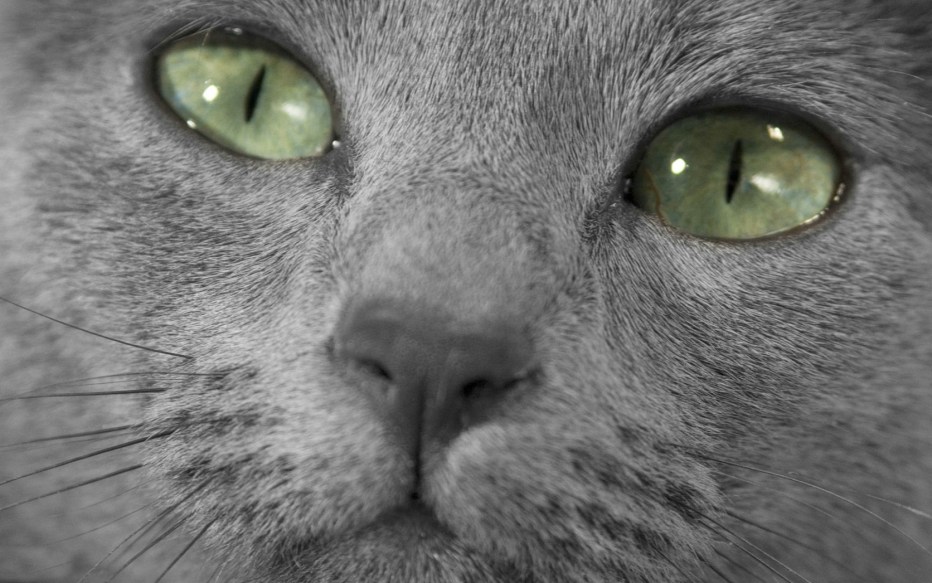 Сибирский голубая кошка короткошерстная