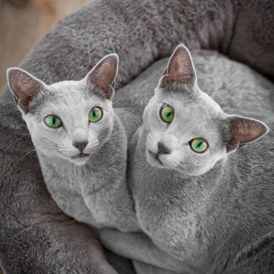 Русско голубая кошка
