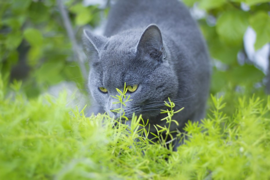 Русская голубая кошка