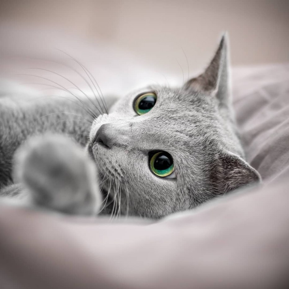 Русские коты
