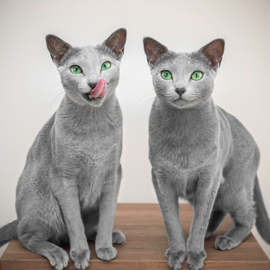 Русская голубая кошка