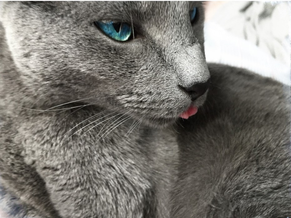Русская голубая кошка
