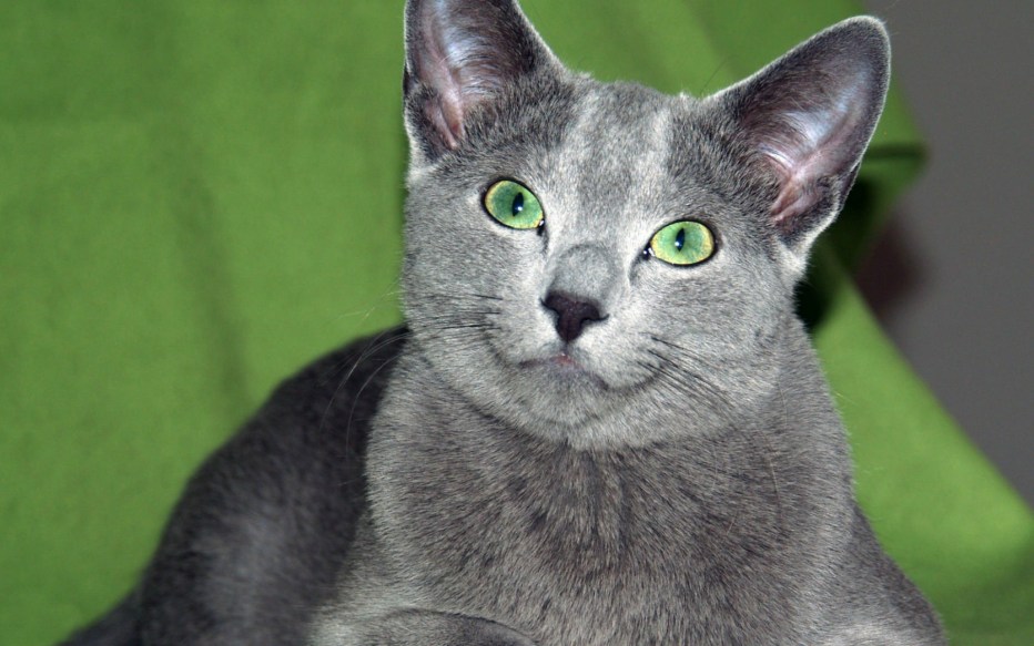 Сибирский голубая кошка короткошерстная