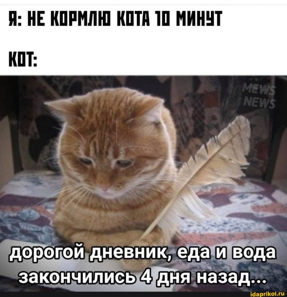 Кот пишет