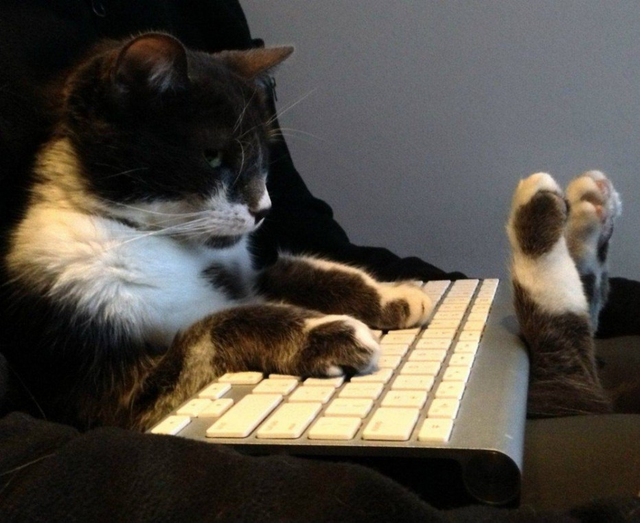 Котенок на клавиатуре