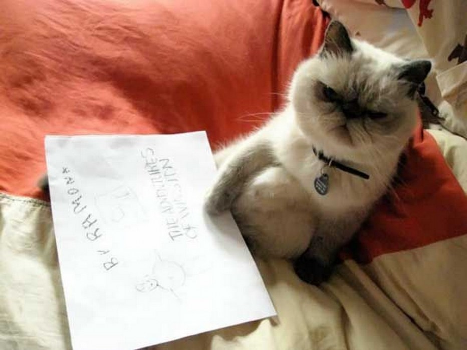 Записки кота