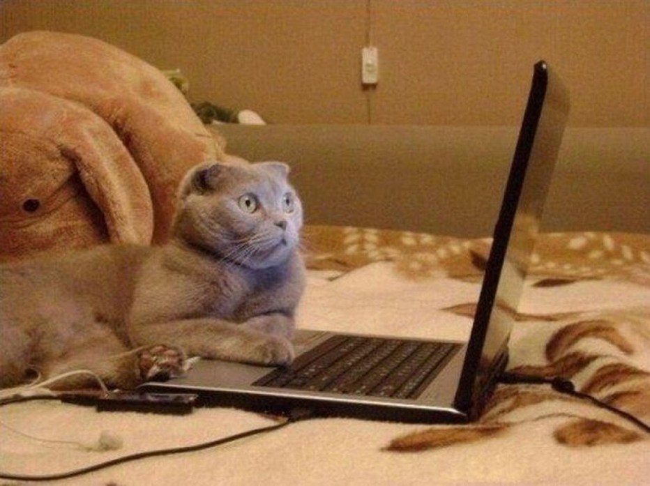 Кот сидит в интернете