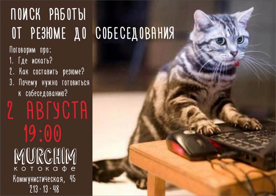 Котик за клавиатурой
