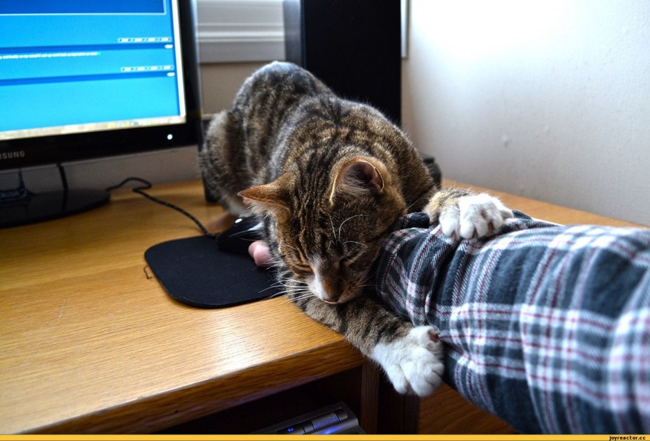 Кот с ноутбуком