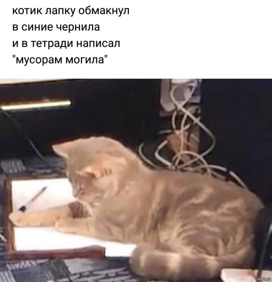 Кот пишет письмо картинки