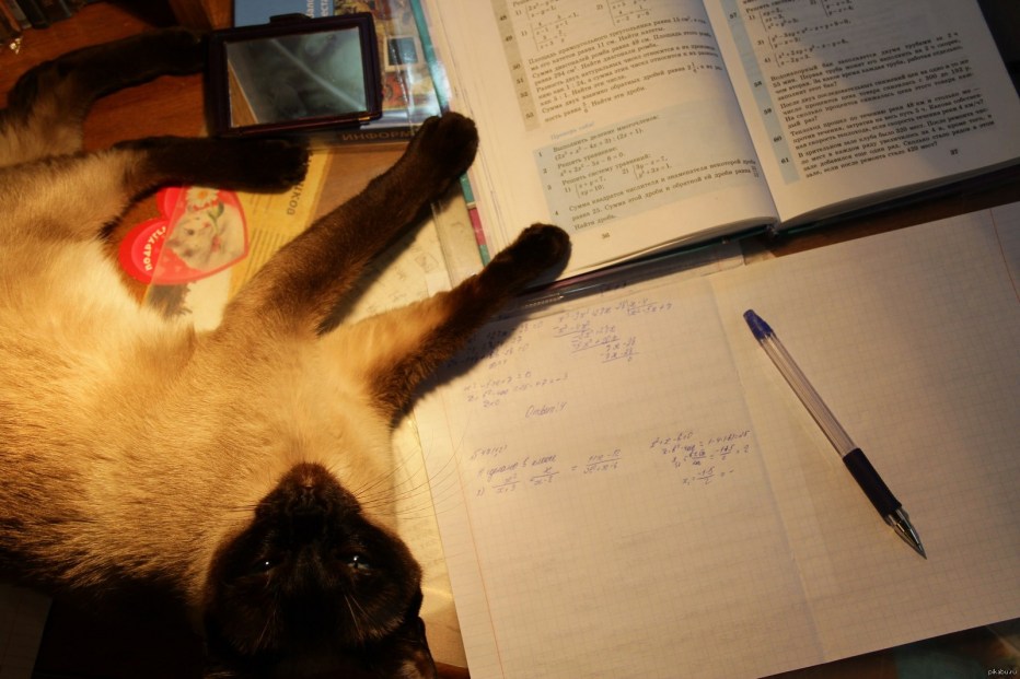 Кот пишет