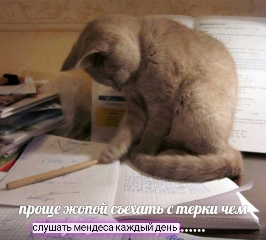 Приставучая кошка