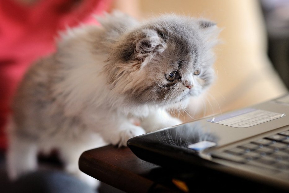 Коты и компьютеры
