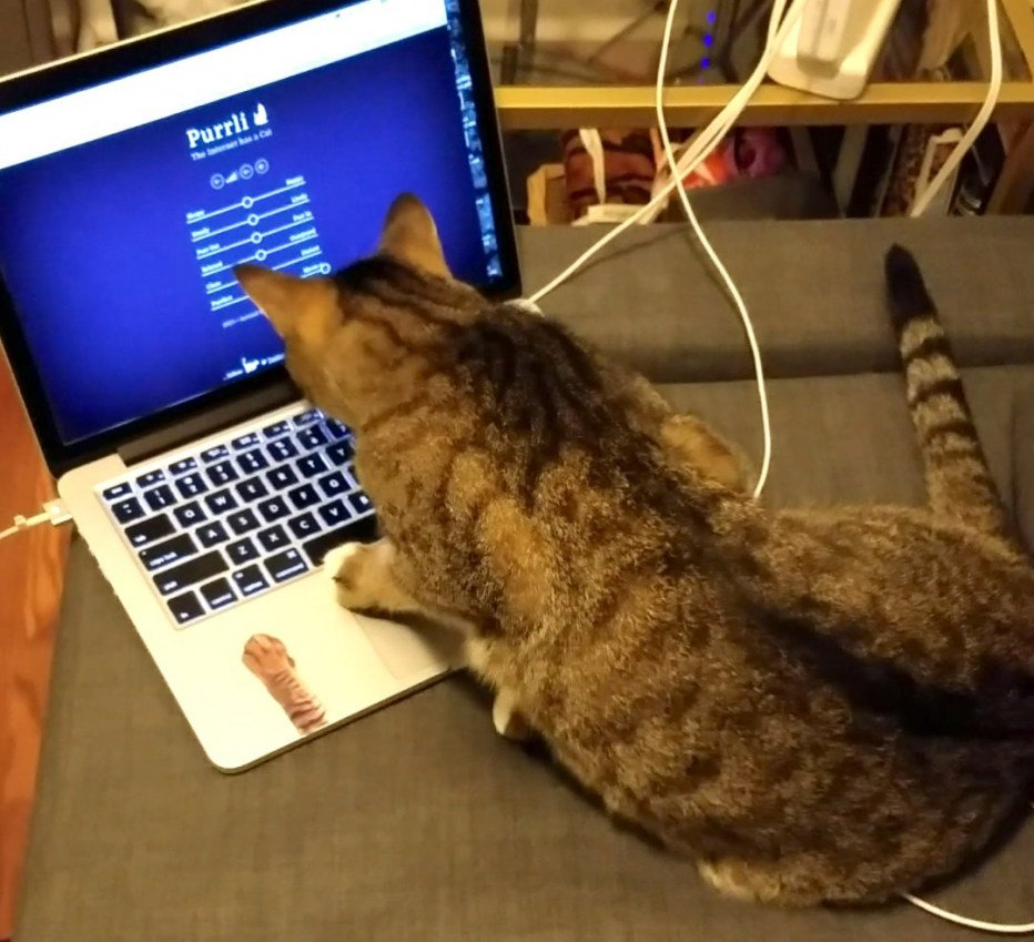 Кот написал