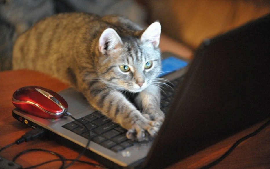 Котики в интернете