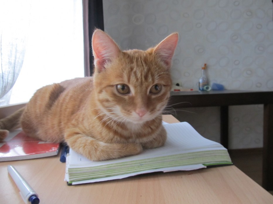 Кошка учит уроки