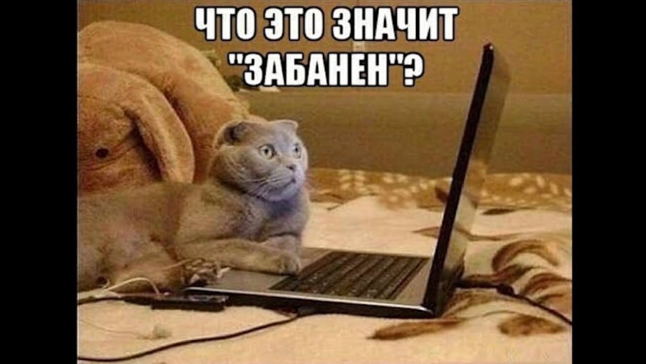 Рыжий кот пишет письмо