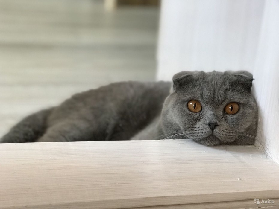 Шотландские вислоухие коты