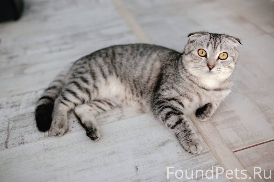 Американская вислоухая кошка