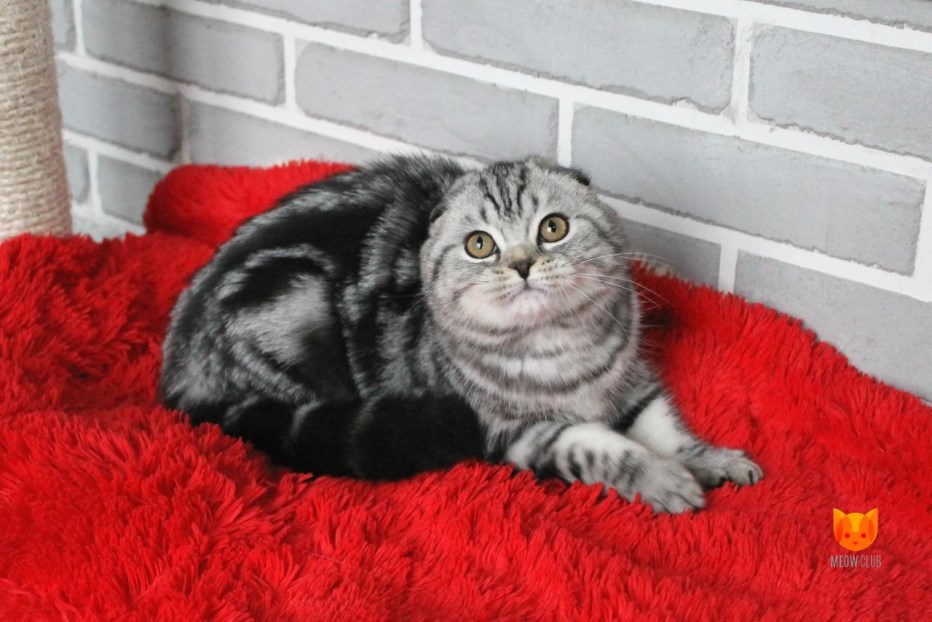 Скоттиш фолд Браун табби
