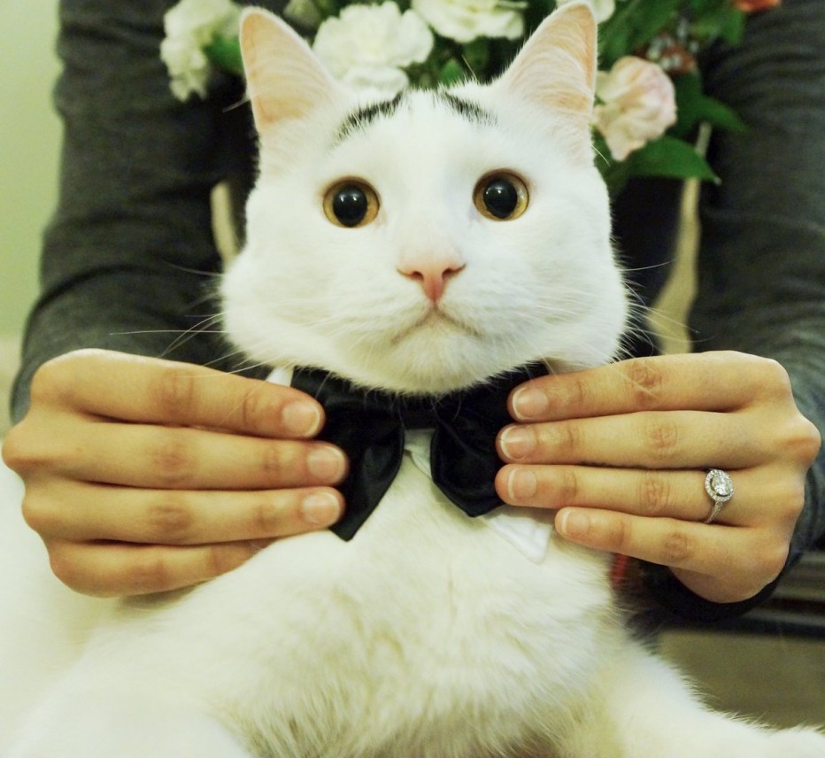 Кошечка хозяйка
